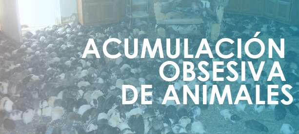 Por qué alguien acumula animales I